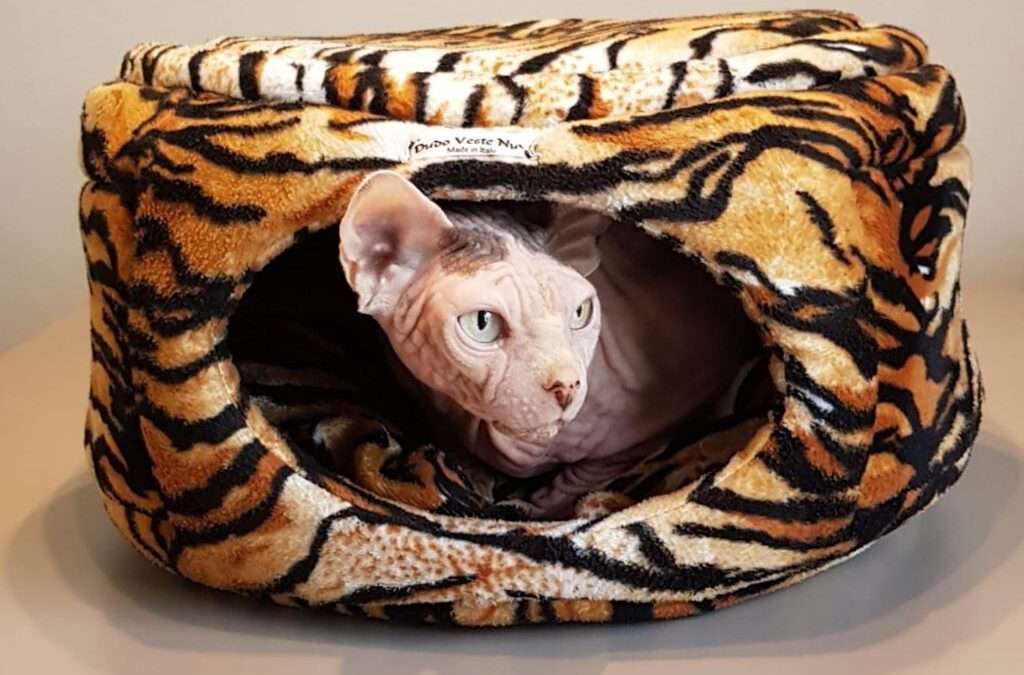 Il gatto sphynx Giordie si gode la sua navicella tigrata