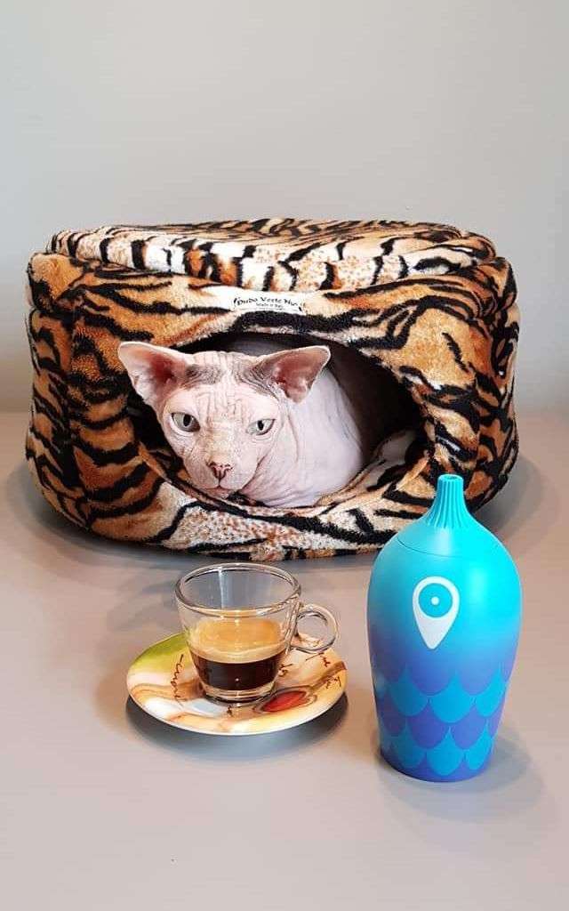 Gatto sphynx nella cuccia con tazzina del caffè