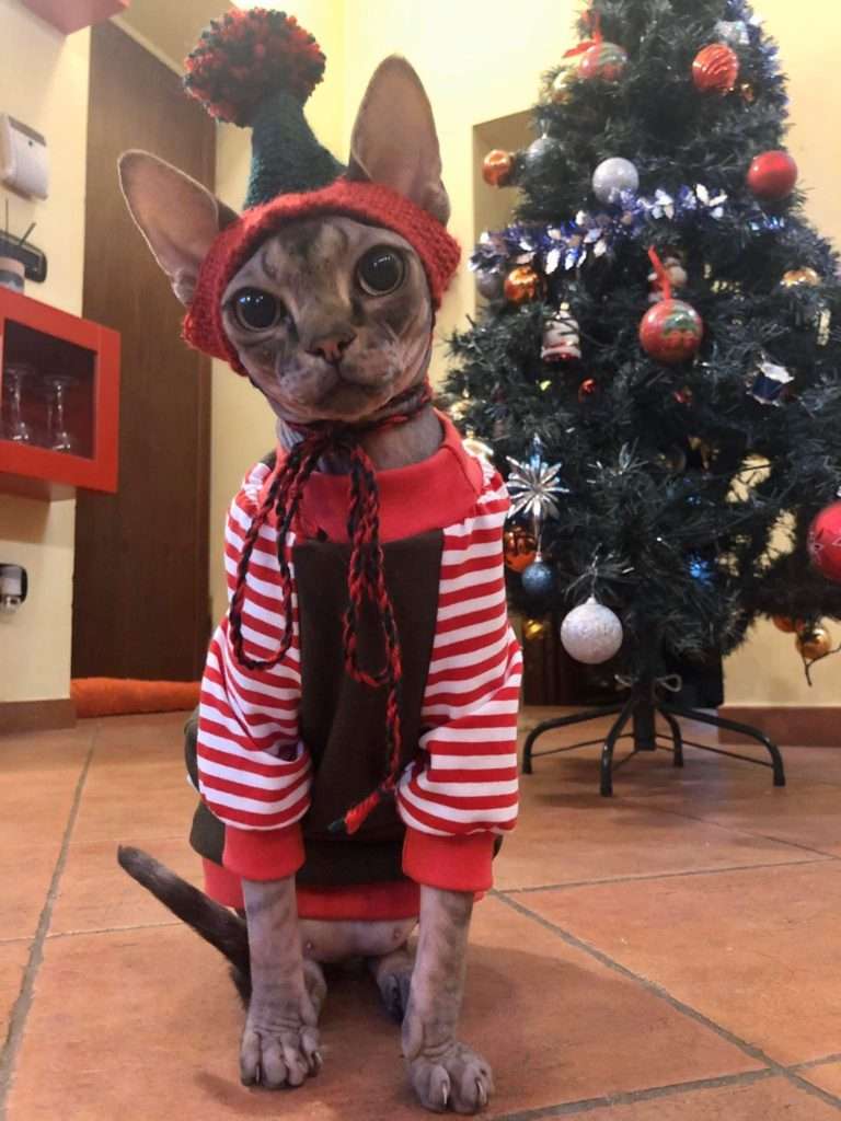 Gatto sphynx vestito da elfo natalizio