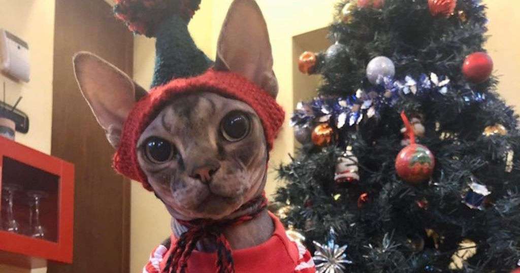 Gatto sphynx vestito da elfo natalizio